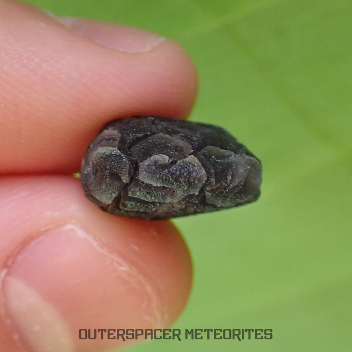 « Hérisson » des Carpates – Obsidienne – Individu complet – Slovaquie
