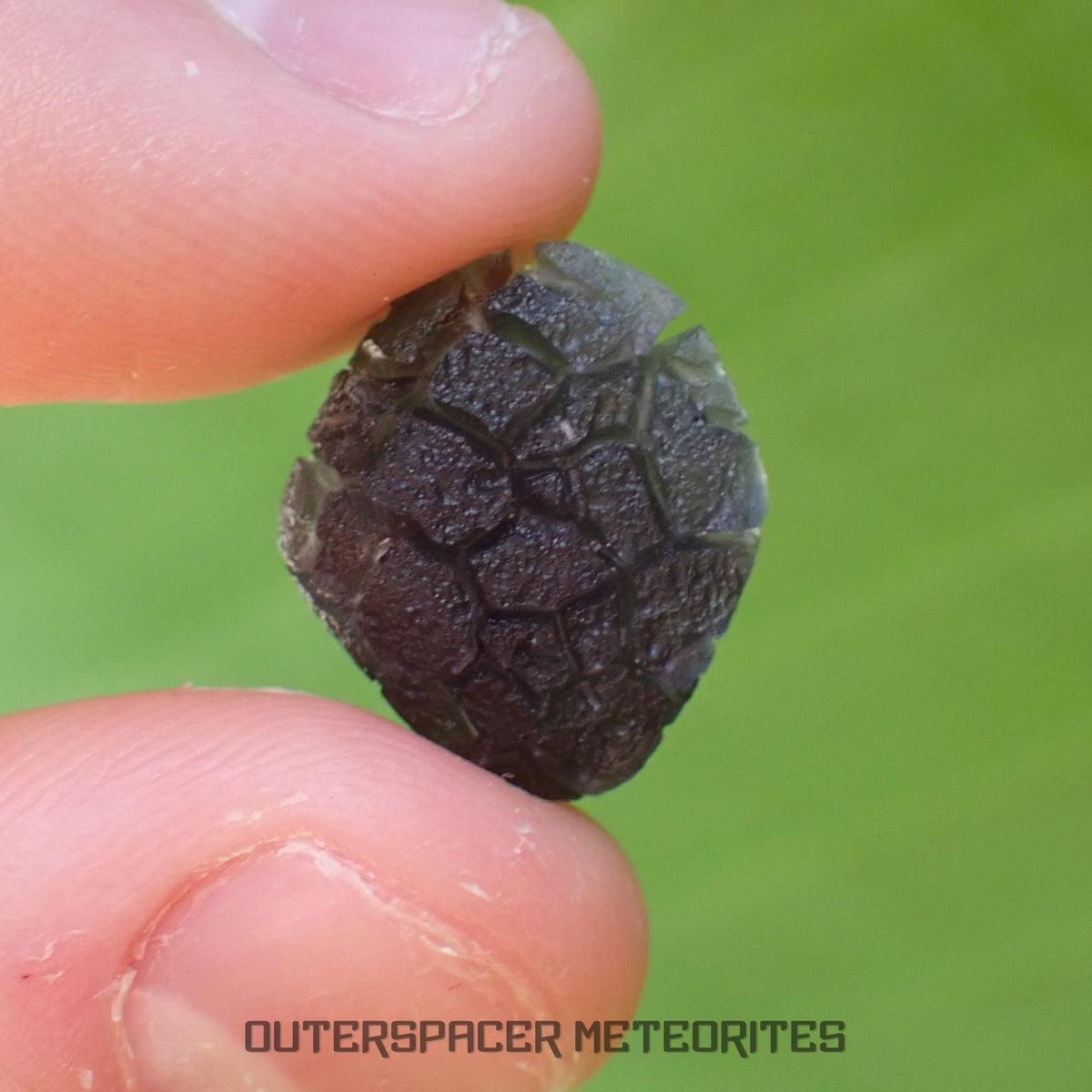 « Hérisson » des Carpates – Obsidienne – Individu complet – Slovaquie