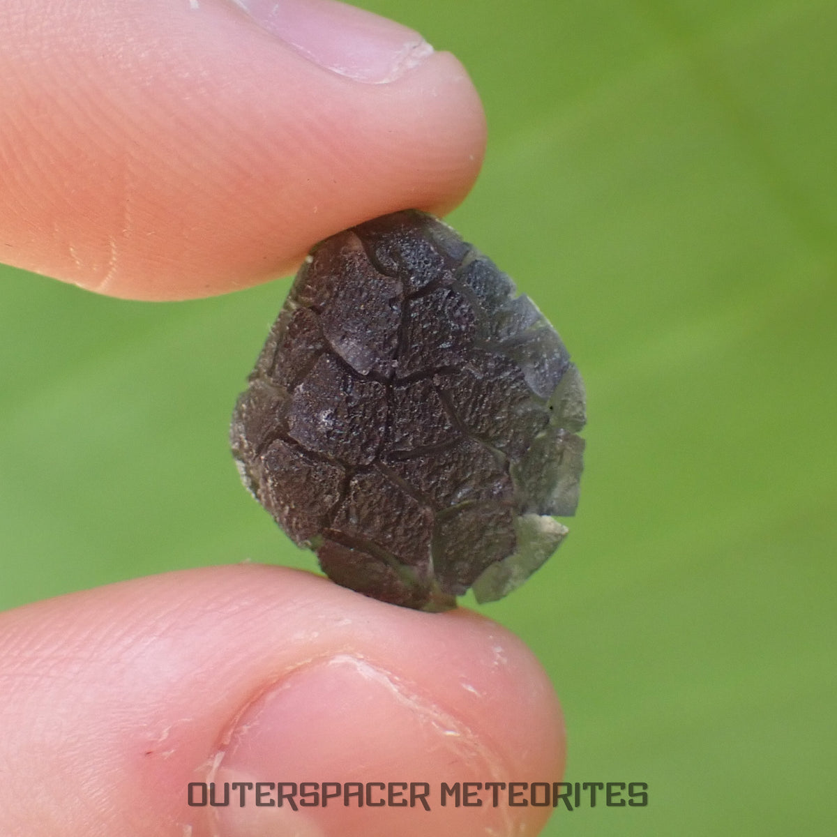 « Hérisson » des Carpates – Obsidienne – Individu complet – Slovaquie