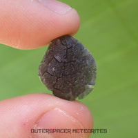 « Hérisson » des Carpates – Obsidienne – Individu complet – Slovaquie