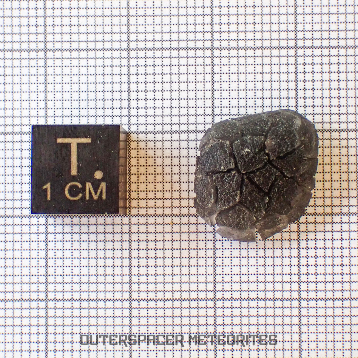« Hérisson » des Carpates – Obsidienne – Individu complet – Slovaquie