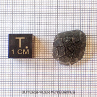 « Hérisson » des Carpates – Obsidienne – Individu complet – Slovaquie