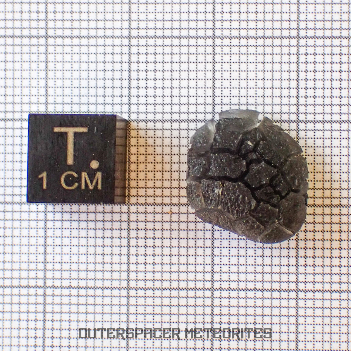 « Hérisson » des Carpates – Obsidienne – Individu complet – Slovaquie
