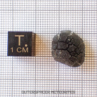 « Hérisson » des Carpates – Obsidienne – Individu complet – Slovaquie