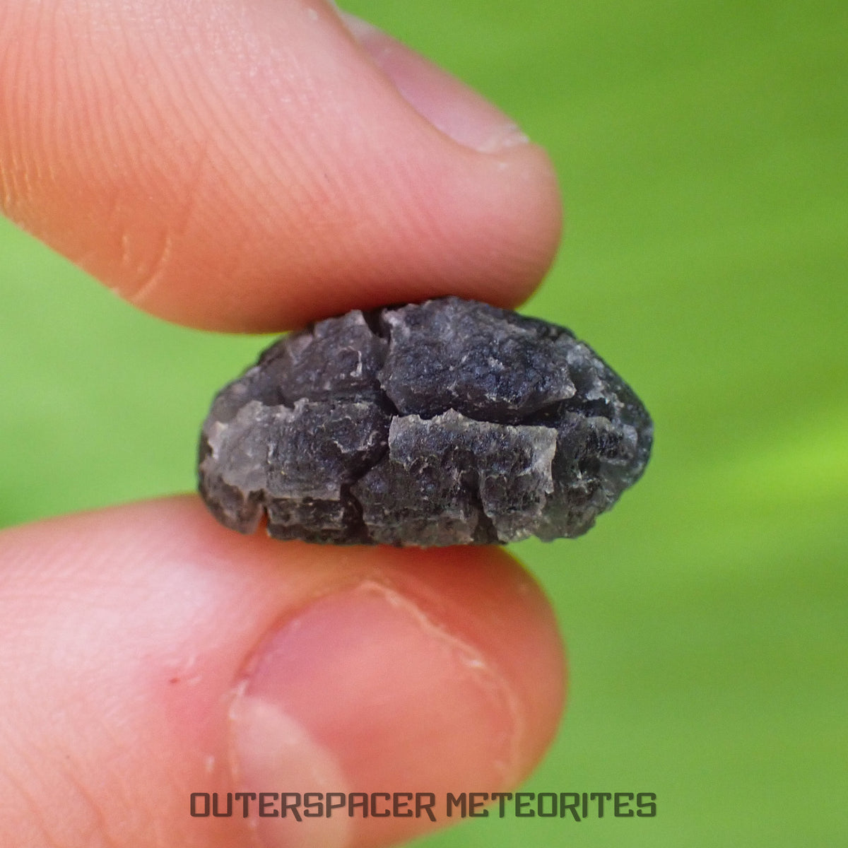 « Hérisson » des Carpates – Obsidienne – Individu complet – Slovaquie