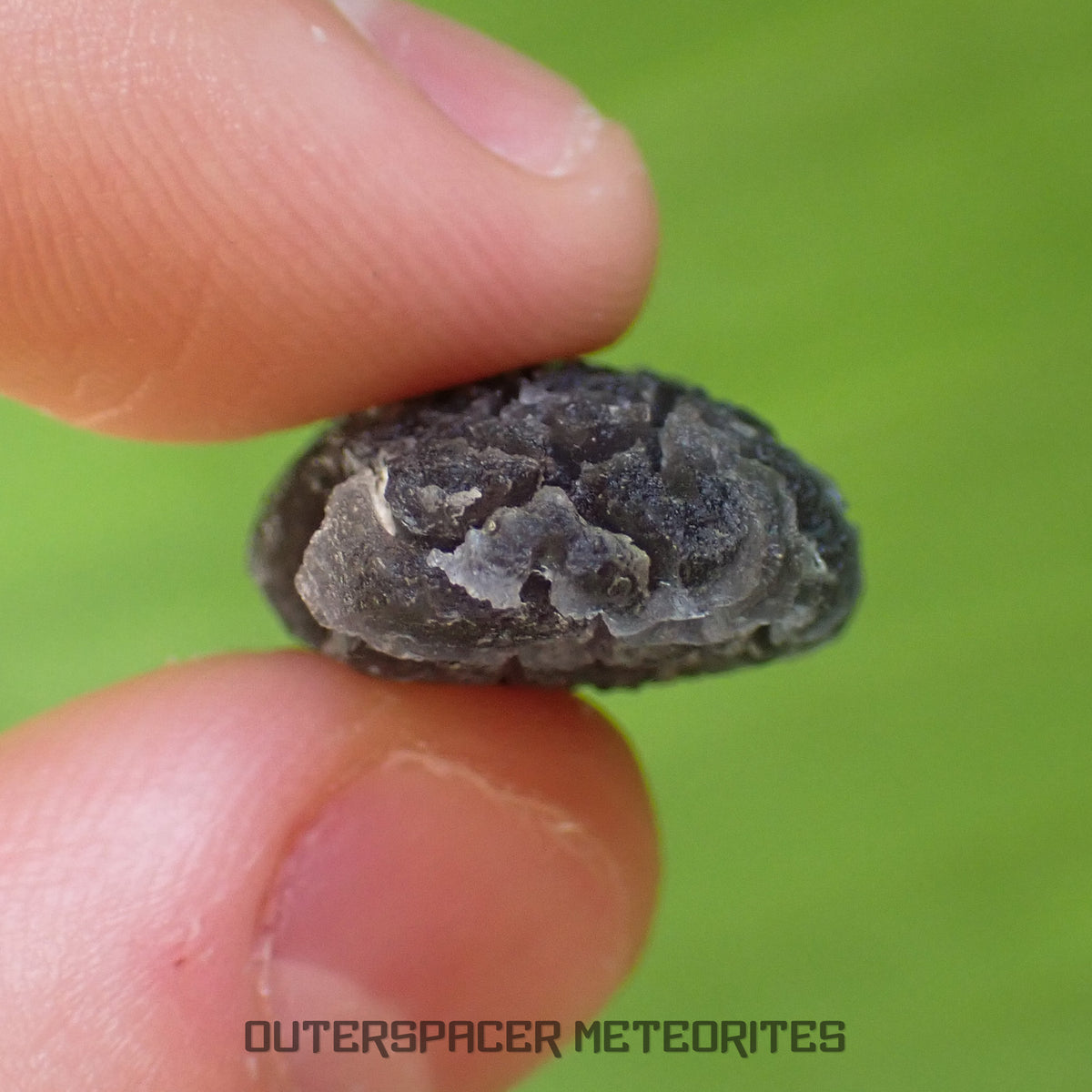 « Hérisson » des Carpates – Obsidienne – Individu complet – Slovaquie