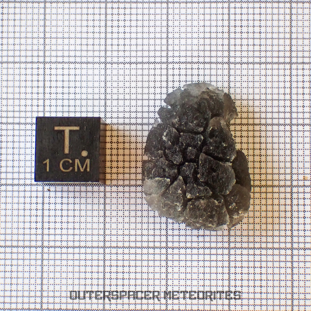 « Hérisson » des Carpates – Obsidienne – Individu complet – Slovaquie