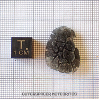 « Hérisson » des Carpates – Obsidienne – Individu complet – Slovaquie