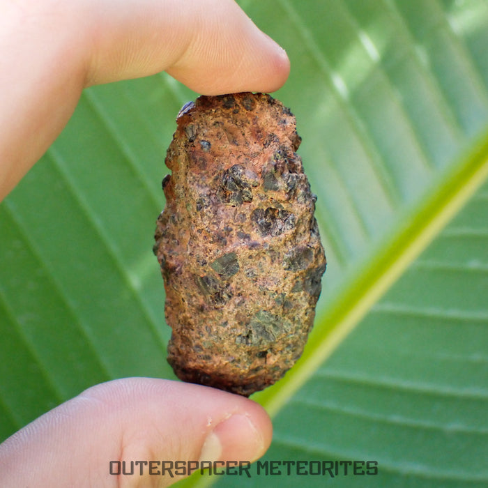 Taoudenni - Diogenite - Fragment - 54g - Mali
