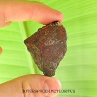 Tsarev - L5 Ordinary Chondrite - Complete Individual - 42.2g - Russia (Volgograd)