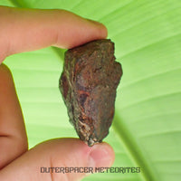 Tsarev - Chondrite ordinaire L5 - Individu complet - 68g - Russie (Volgograd)