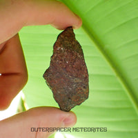 Tsarev - Chondrite ordinaire L5 - Individu complet - 68g - Russie (Volgograd)
