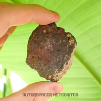 Tsarev - Chondrite ordinaire L5 - Individu complet - 68g - Russie (Volgograd)