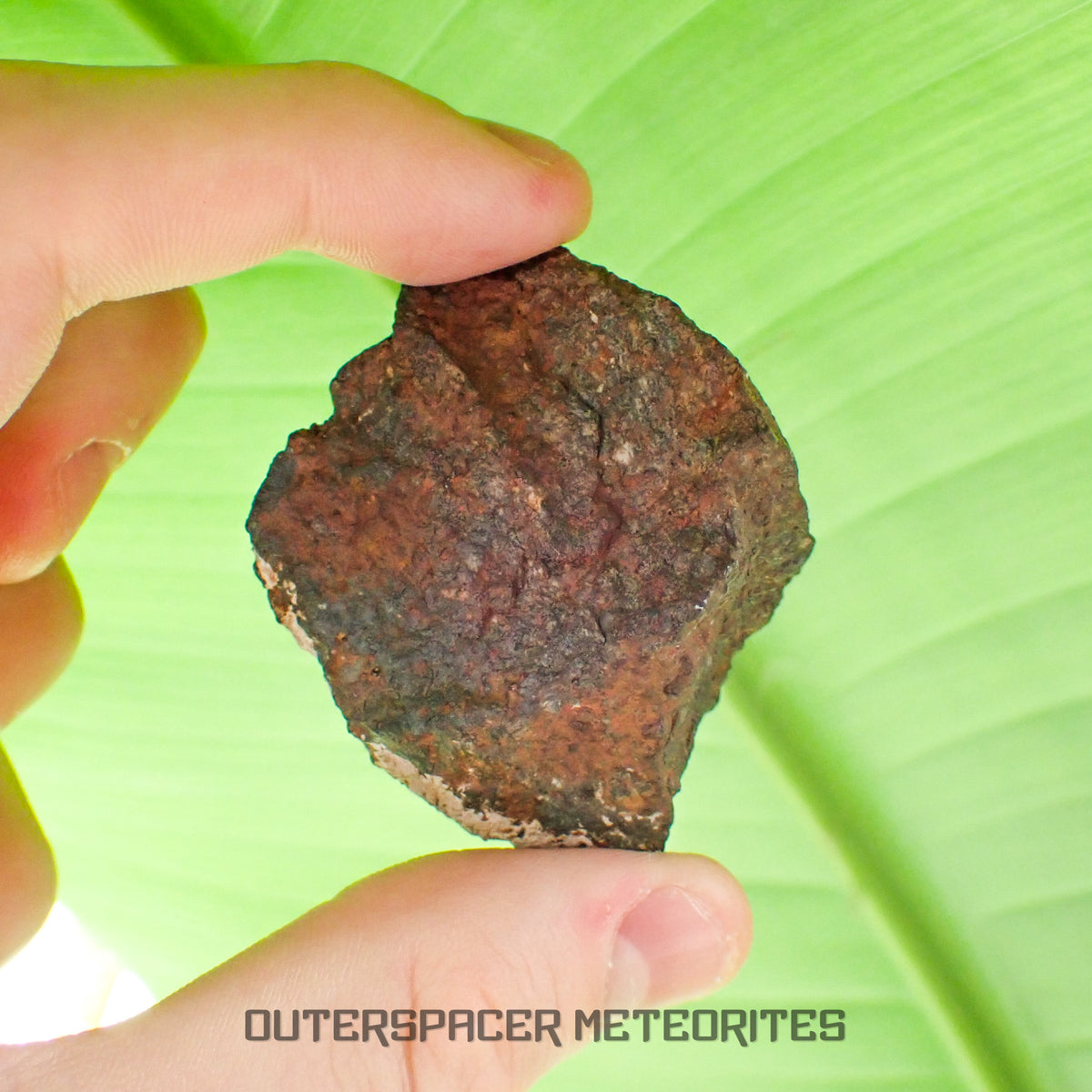 Tsarev - Chondrite ordinaire L5 - Individu complet - 68g - Russie (Volgograd)