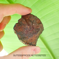 Tsarev - Chondrite ordinaire L5 - Individu complet - 68g - Russie (Volgograd)