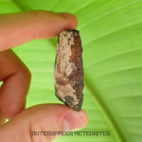 Tsarev - L5 Ordinary Chondrite - Complete Individual - 45g - Russia (Volgograd)