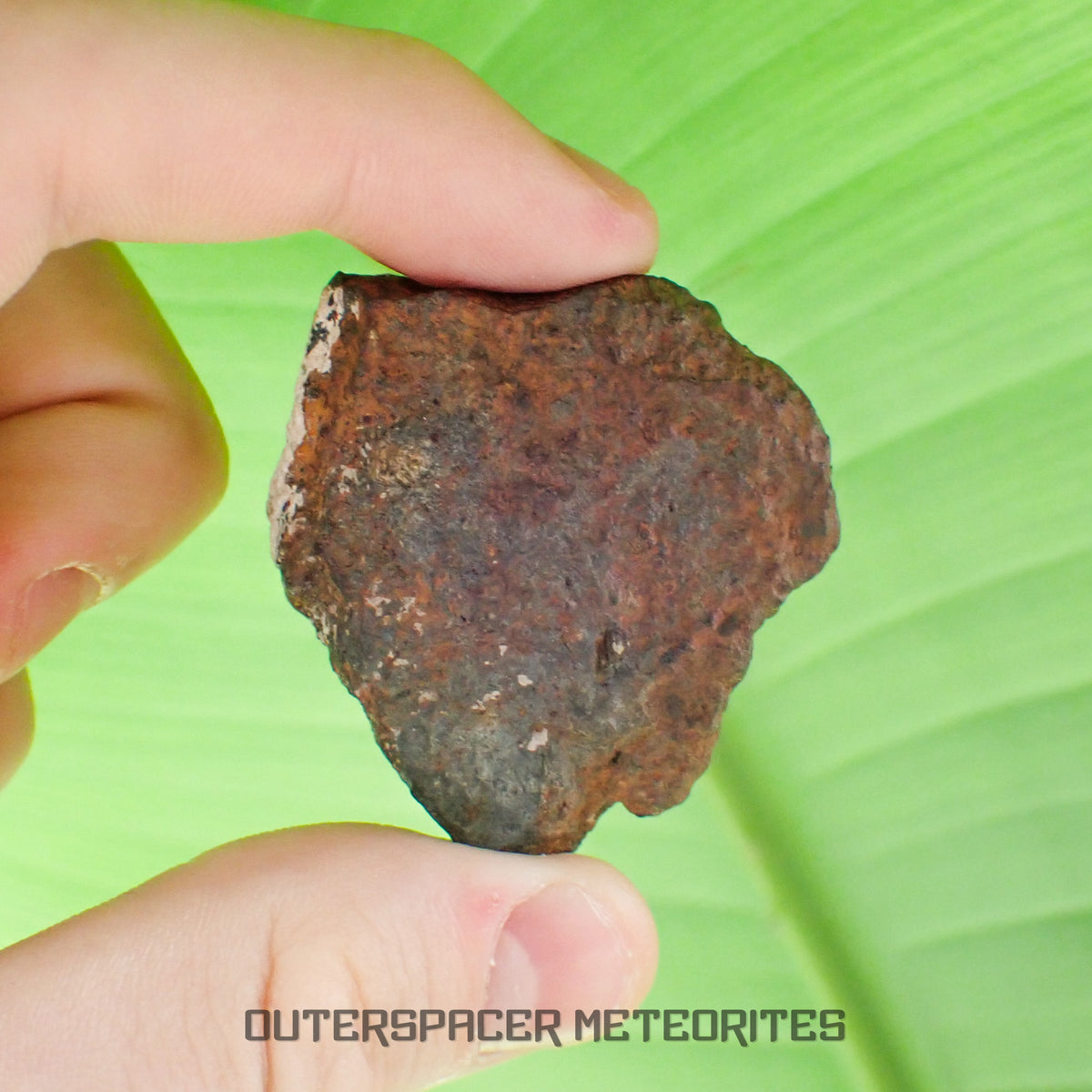 Tsarev - L5 Ordinary Chondrite - Complete Individual - 45g - Russia (Volgograd)