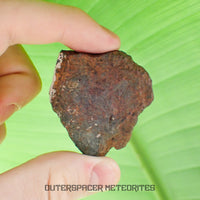 Tsarev - L5 Ordinary Chondrite - Complete Individual - 45g - Russia (Volgograd)