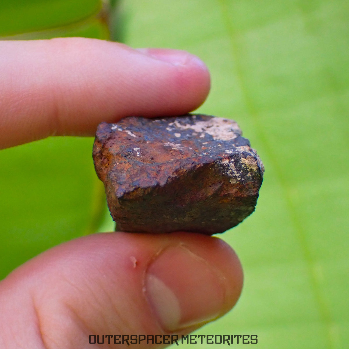 Tsarev - Chondrite Ordinaire L5 - Individu Complet - 39g - Russie (Volgograd)
