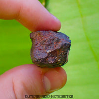 Tsarev - Chondrite Ordinaire L5 - Individu Complet - 39g - Russie (Volgograd)