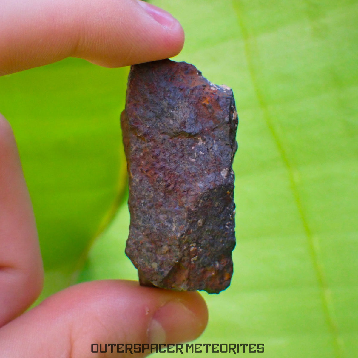 Tsarev - Chondrite Ordinaire L5 - Individu Complet - 39g - Russie (Volgograd)