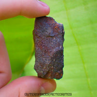 Tsarev - Chondrite Ordinaire L5 - Individu Complet - 39g - Russie (Volgograd)