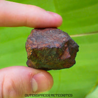 Tsarev - Chondrite Ordinaire L5 - Individu Complet - 67.2g - Russie (Volgograd)