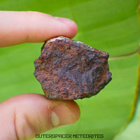 Tsarev - Chondrite Ordinaire L5 - Individu Complet - 67.2g - Russie (Volgograd)