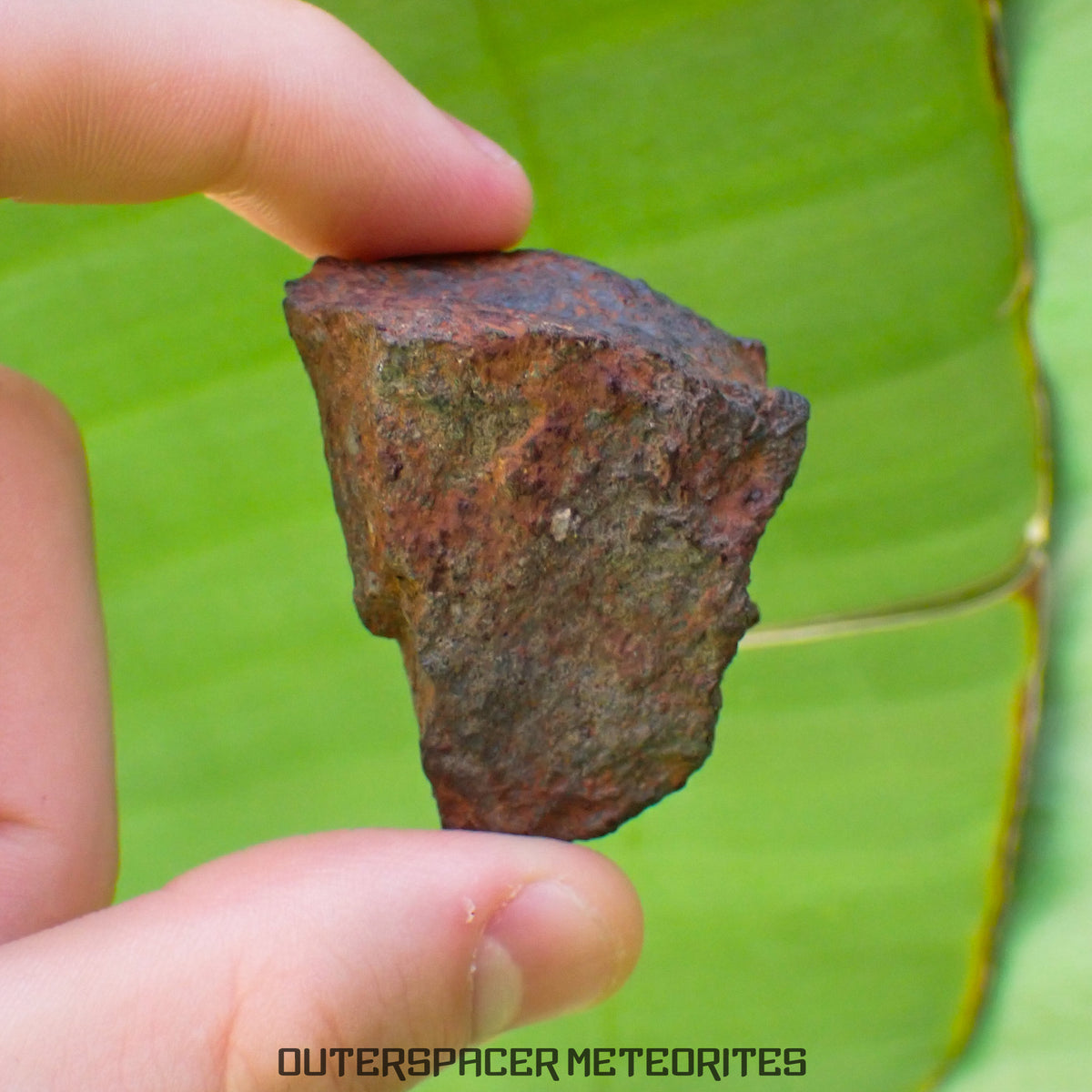 Tsarev - Chondrite Ordinaire L5 - Individu Complet - 67.2g - Russie (Volgograd)