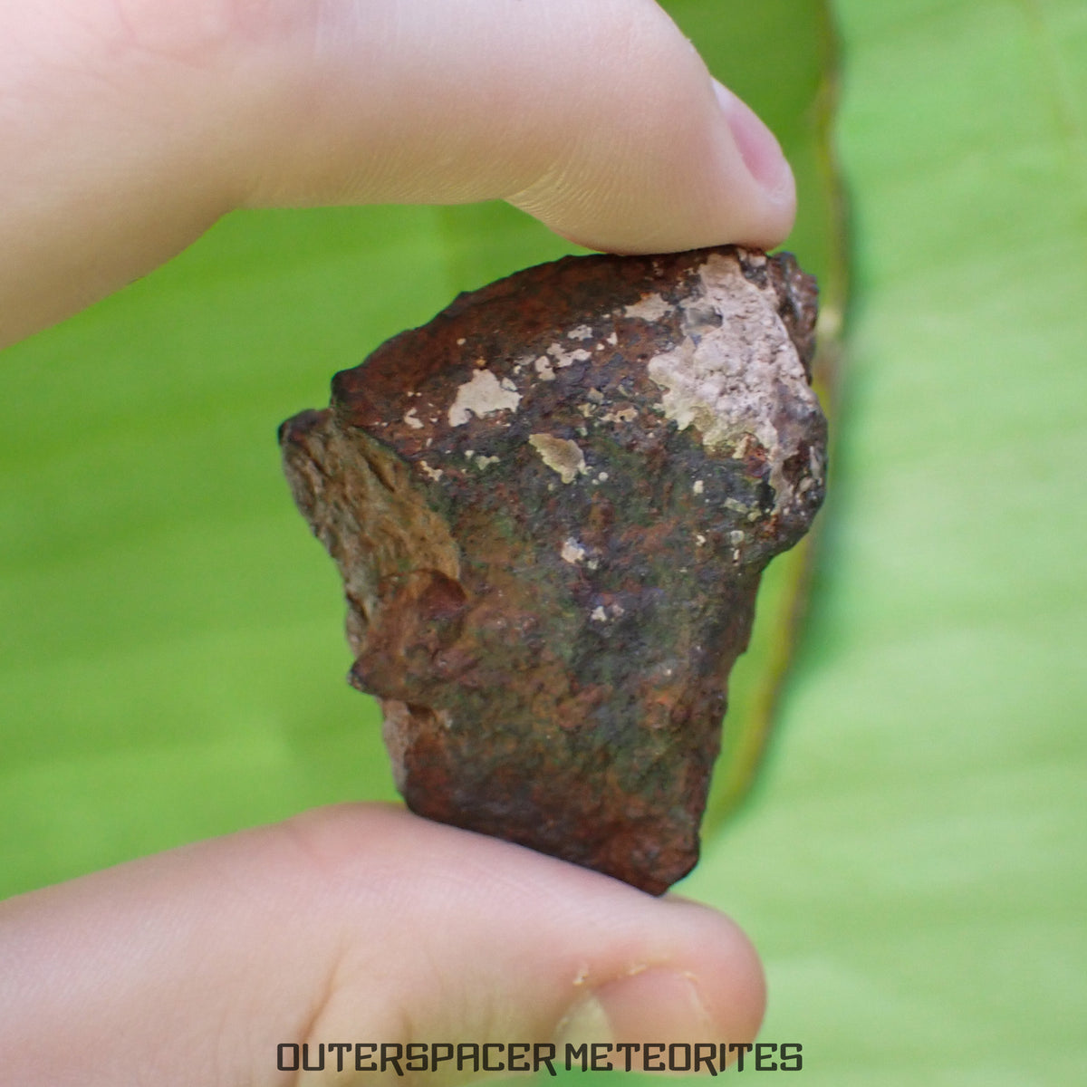 Tsarev - Chondrite Ordinaire L5 - Individu Complet - 67.2g - Russie (Volgograd)