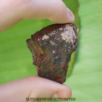Tsarev - Chondrite Ordinaire L5 - Individu Complet - 67.2g - Russie (Volgograd)