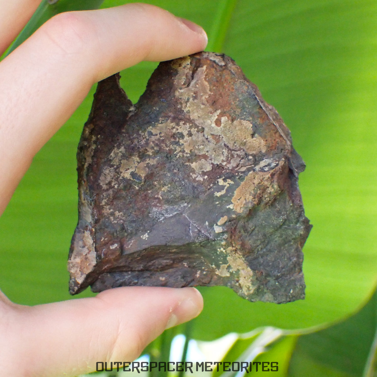 Tsarev - Chondrite Ordinaire L5 - Tranche terminale - 105.36g - Russie (Volgograd)