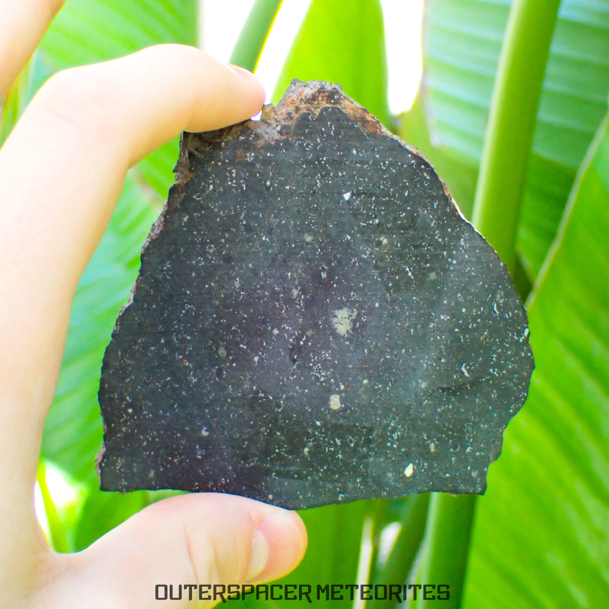 Tsarev - Chondrite Ordinaire L5 - Tranche Complète - 49.43g - Russie (Volgograd)