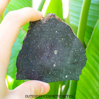 Tsarev - Chondrite Ordinaire L5 - Tranche Complète - 49.43g - Russie (Volgograd)