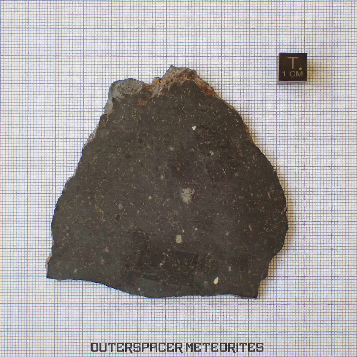 Tsarev - Chondrite Ordinaire L5 - Tranche Complète - 49.43g - Russie (Volgograd)