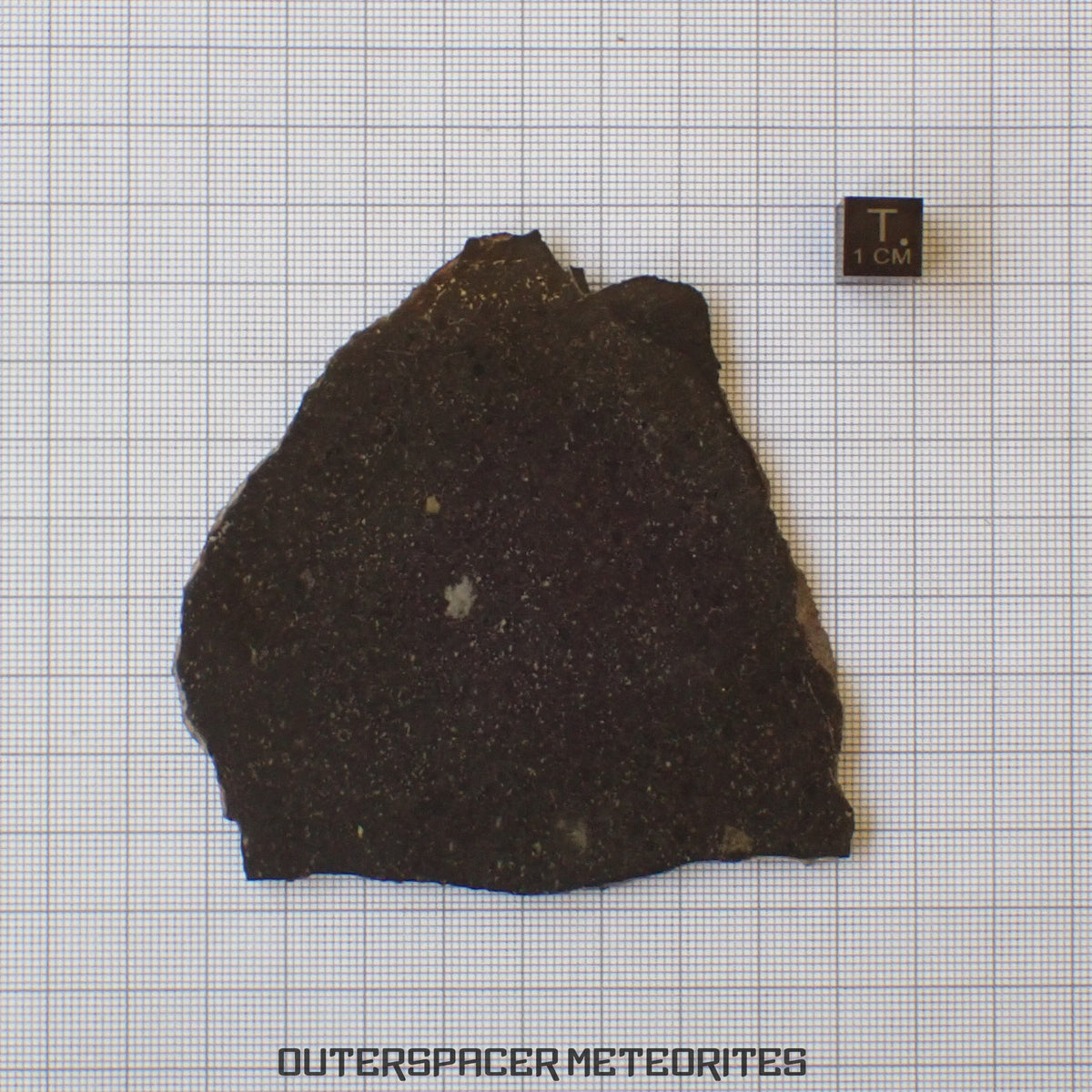 Tsarev - Chondrite Ordinaire L5 - Tranche Complète - 49.43g - Russie (Volgograd)