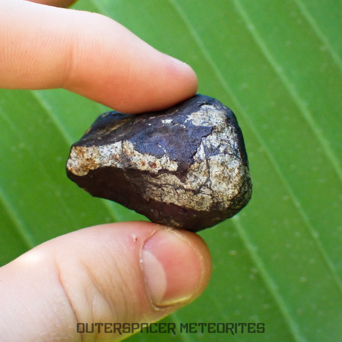Viñales (aussi appelée Vinales) - Chondrite ordinaire L6 - Fragment complet - 52,61g - Cuba