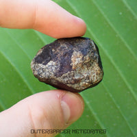 Viñales (aussi appelée Vinales) - Chondrite ordinaire L6 - Fragment complet - 52,61g - Cuba