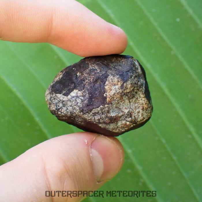 Viñales (aka. Vinales) - L6 Ordinary Chondrite - Complete Individual - 52.61g - Cuba