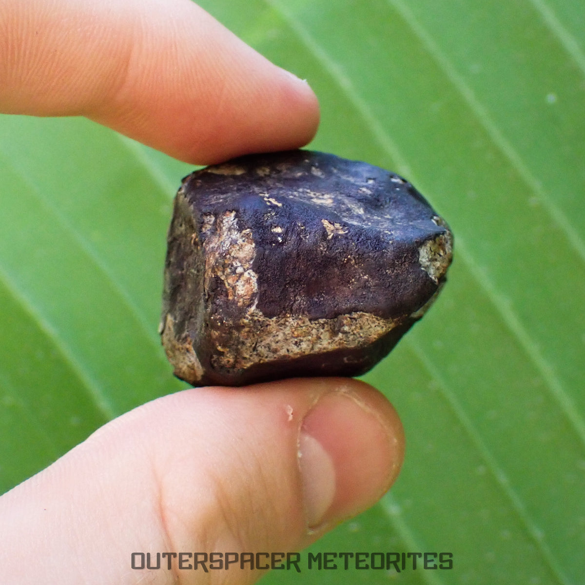 Viñales (aussi appelée Vinales) - Chondrite ordinaire L6 - Fragment complet - 52,61g - Cuba