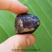 Viñales (aussi appelée Vinales) - Chondrite ordinaire L6 - Fragment complet - 52,61g - Cuba