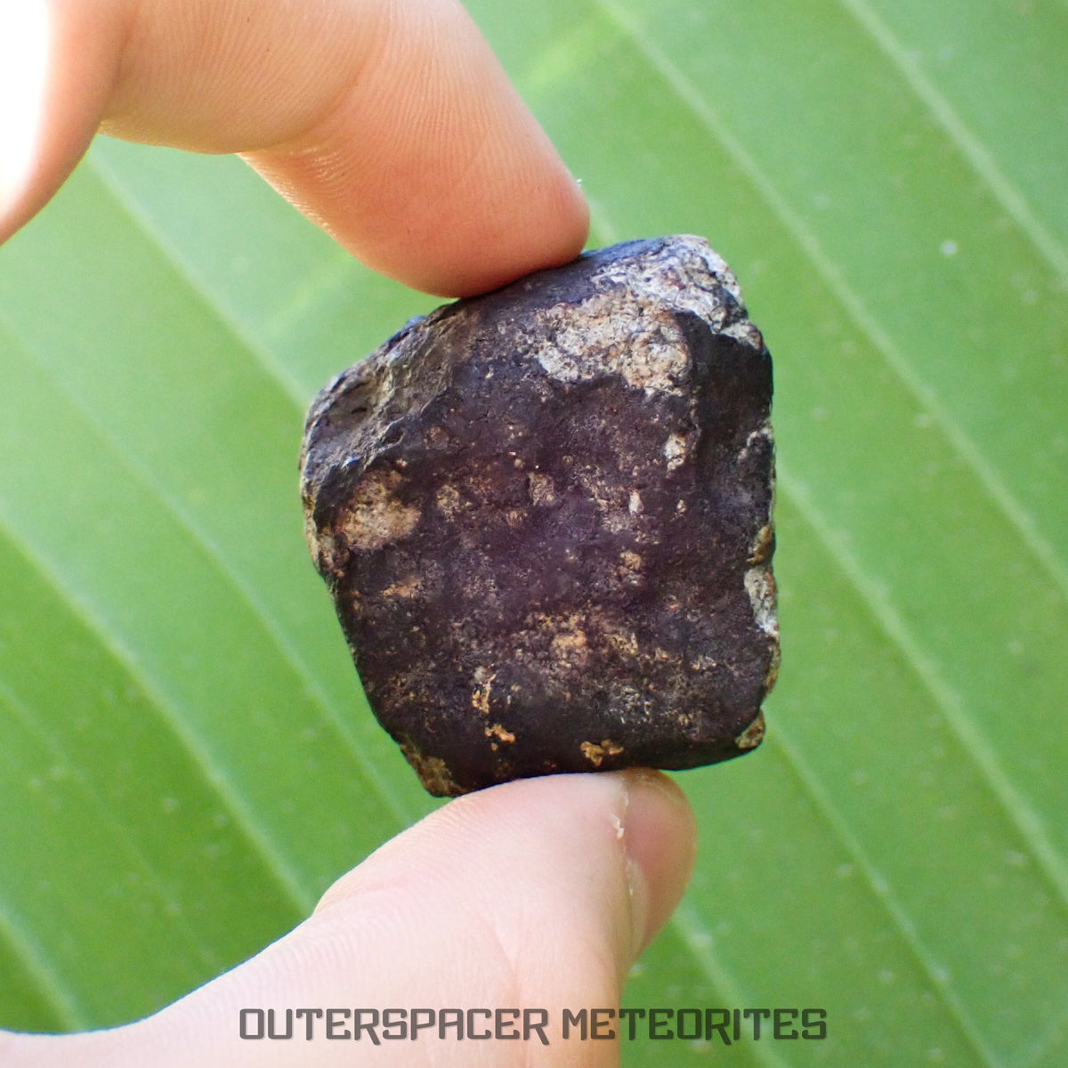 Viñales (aussi appelée Vinales) - Chondrite ordinaire L6 - Fragment complet - 52,61g - Cuba