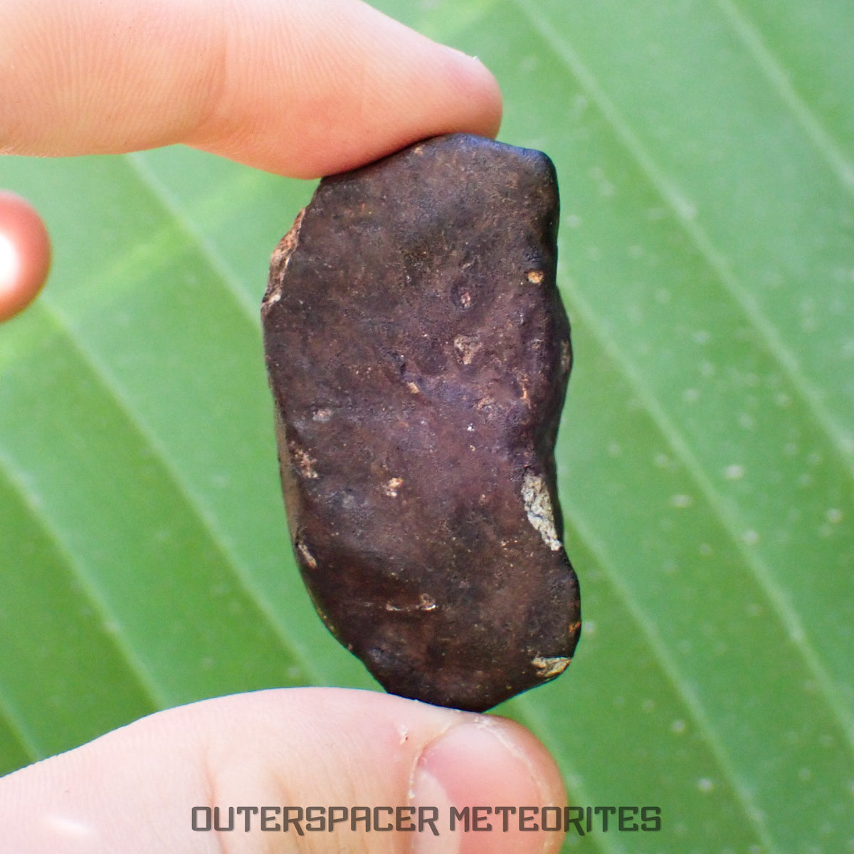Viñales (alias Vinales) - Chondrite ordinaire L6 - Individu complet - 55,38g - Cuba