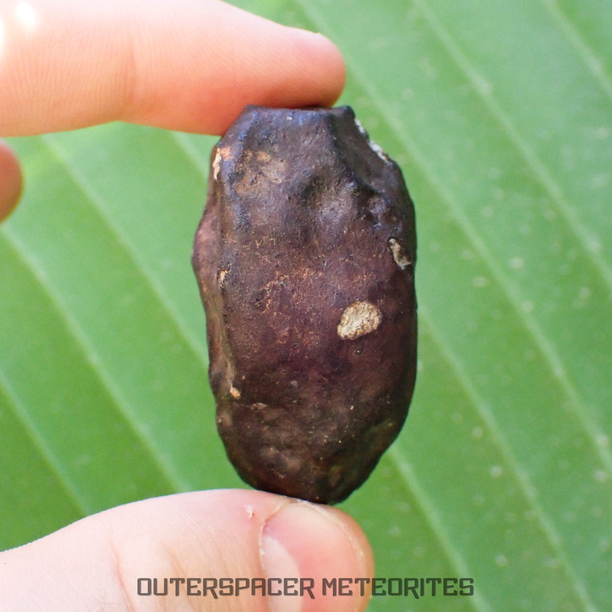 Viñales (alias Vinales) - Chondrite ordinaire L6 - Individu complet - 55,38g - Cuba