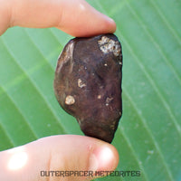 Viñales (alias Vinales) - Chondrite ordinaire L6 - Individu complet - 55,38g - Cuba