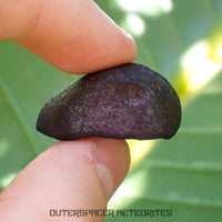 Viñales (aussi appelée Vinales) - Chondrite ordinaire L6 - Individu complet - 13,62g - Cuba