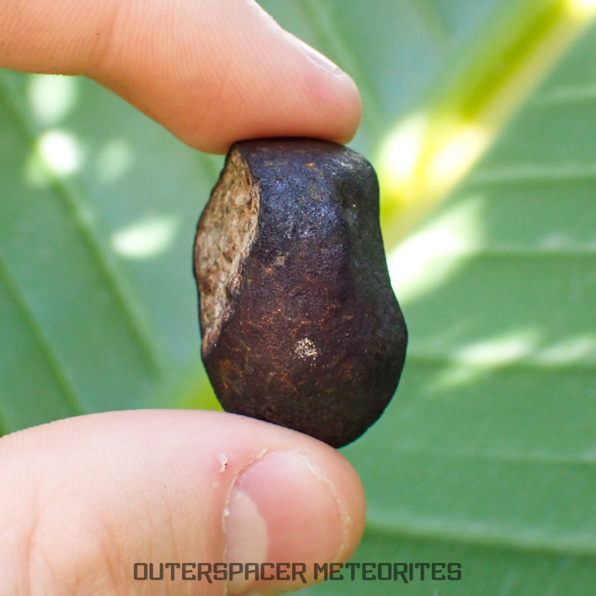 Viñales (aussi appelée Vinales) - Chondrite ordinaire L6 - Individu complet - 13,62g - Cuba