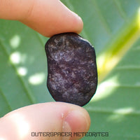 Viñales (aussi appelée Vinales) - Chondrite ordinaire L6 - Individu complet - 13,62g - Cuba